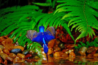 erkek blued kulaklı kingfisher