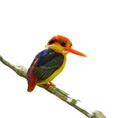 kara sırtlı kingfisher