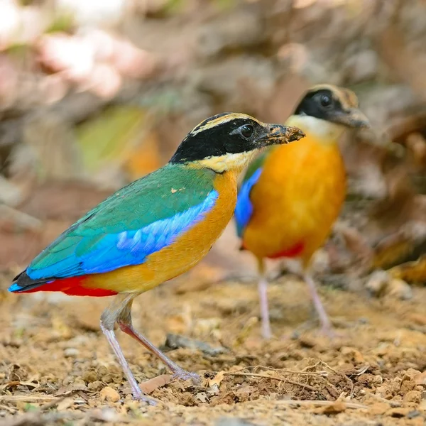 Blåvingad pitta — Stockfoto