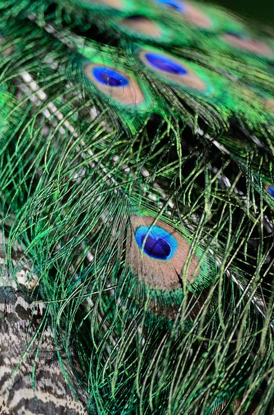 Groene pauw veren — Stockfoto