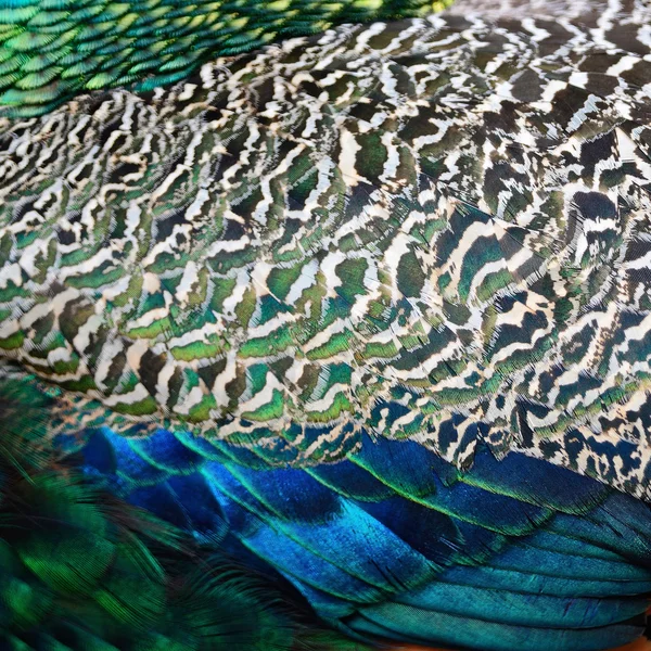 Green Peafowl feather — Stock Photo, Image