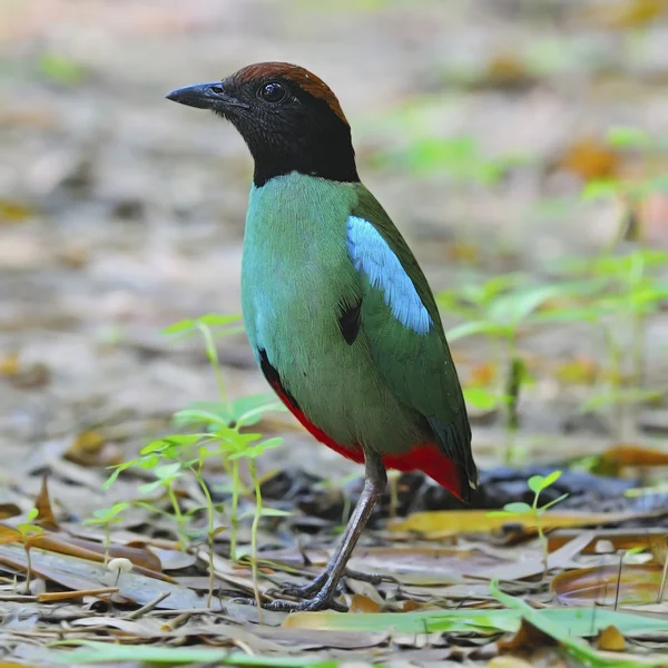 Hooded Pitta — Stock Photo, Image