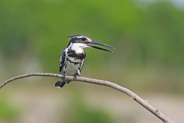 Male Pied Kingfisher — Stock Photo, Image