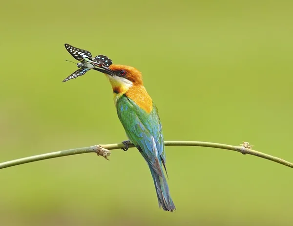 Chestnut-headed Bee-eater — Stock Photo, Image