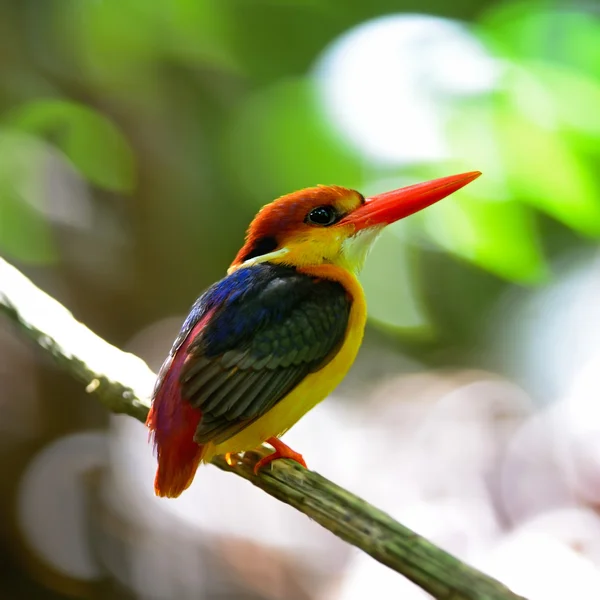 Kingfisher apoiado por negros — Fotografia de Stock