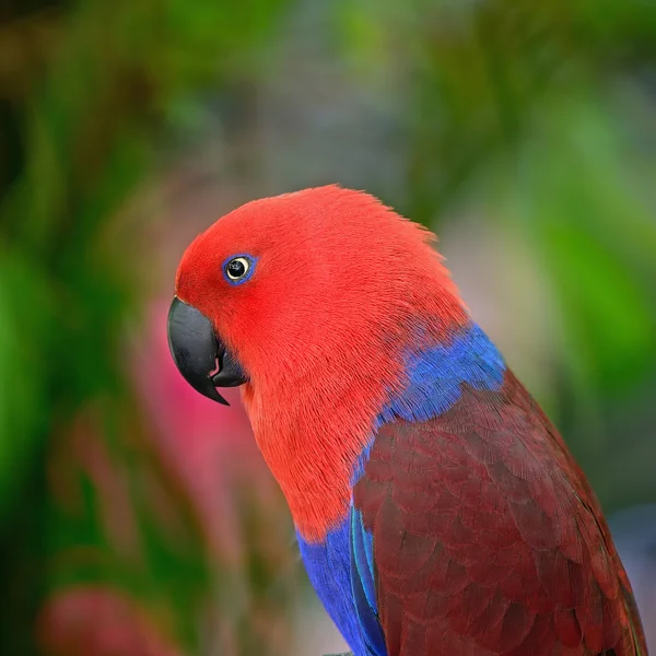 Papagaio-de-eclectus — Fotografia de Stock