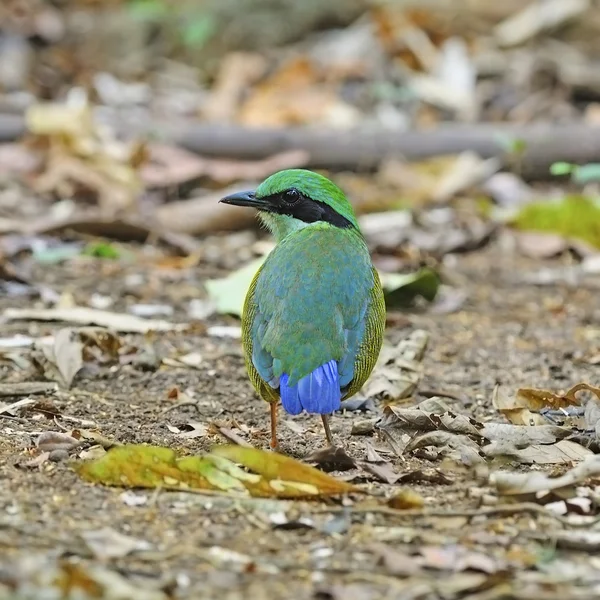 Male Bar-bellied Pitta — Stock Photo, Image