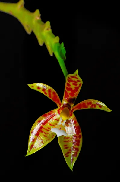 Falaenopsis cornu-cervi — Fotografia de Stock