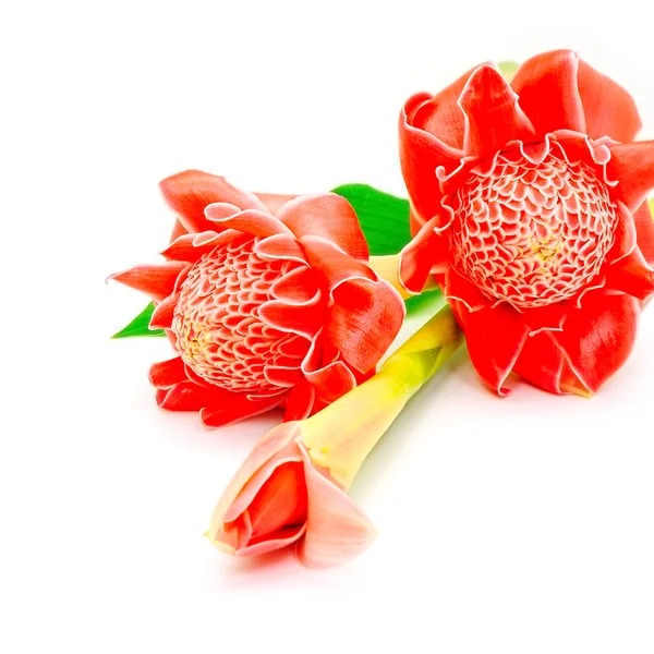 Torch Ginger — Stock Photo, Image