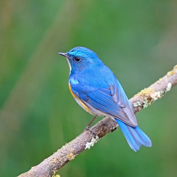 Bluetail himalayano — Foto Stock