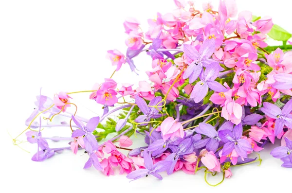 Flower background — Stock Photo, Image