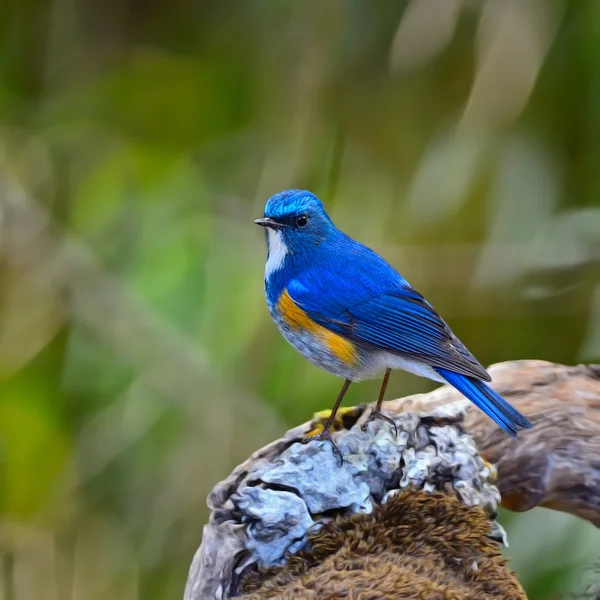 Bluetail do Himalaia — Fotografia de Stock