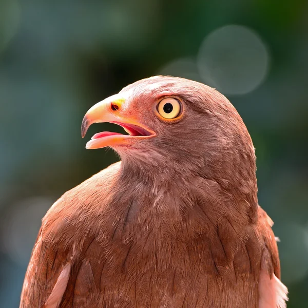 Rödstjärtad bevingade buzzard — Stockfoto