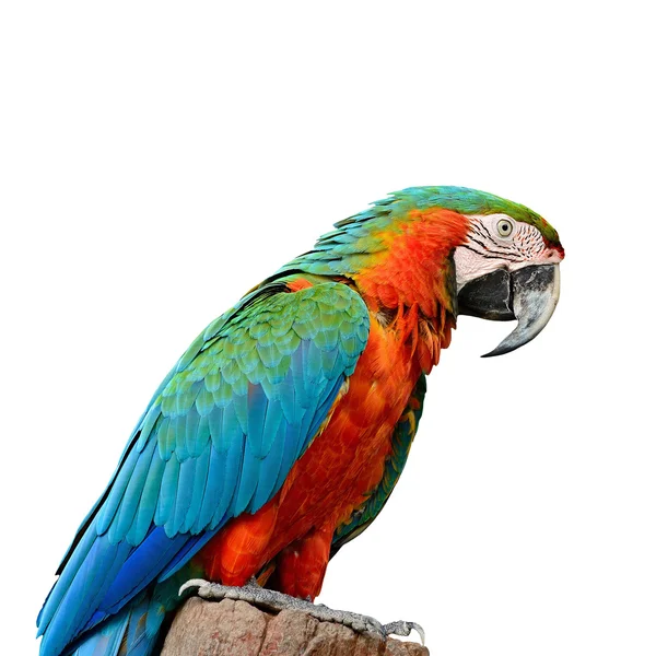 Harlequin Macaw — Stock Photo, Image