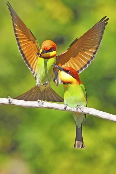 Kasztan headed bee eater — Zdjęcie stockowe