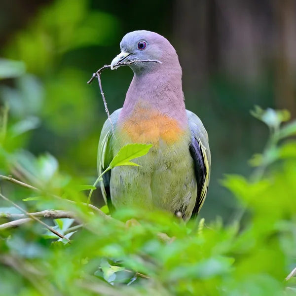 Pembe boyunlu yeşil güvercin — Stok fotoğraf