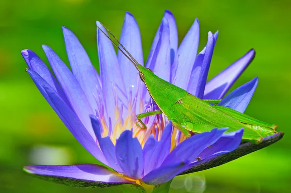 Lotus — Stok fotoğraf