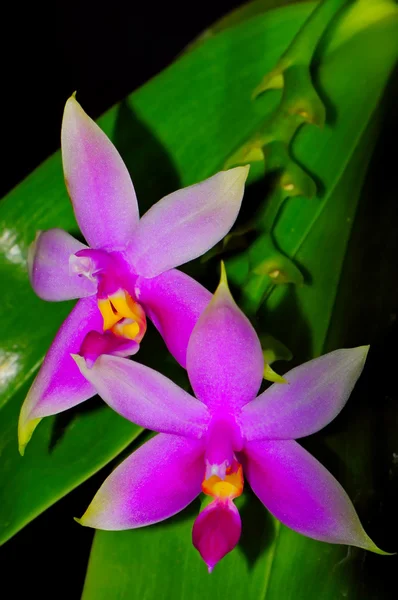 Phalaenopsis violacea — Stock Photo, Image