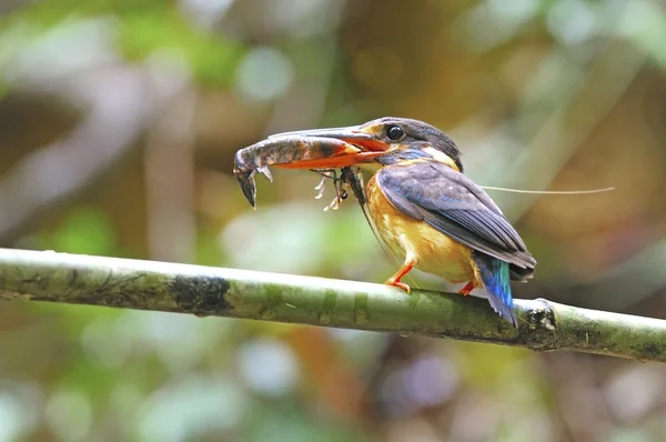 Kingfisher cu bandă albastră — Fotografie, imagine de stoc