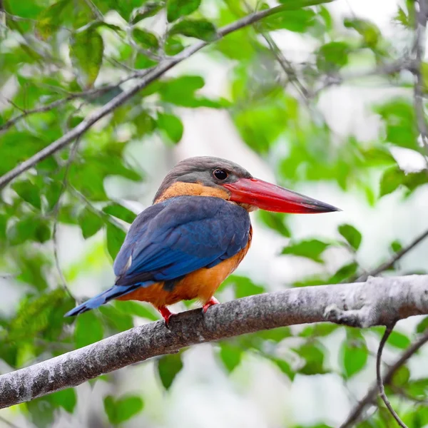 Leylek gagalı kingfisher — Stok fotoğraf