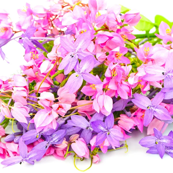 Flower background — Stock Photo, Image