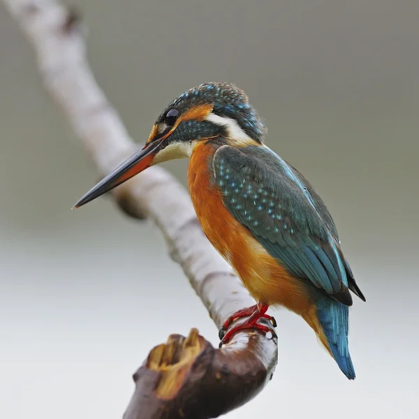 Pescador común — Foto de Stock