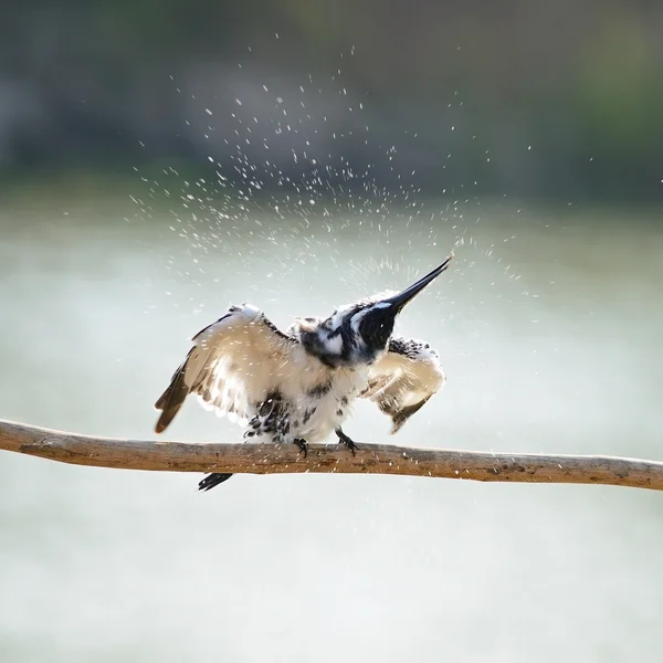 Pied Kingfisher — Stok fotoğraf