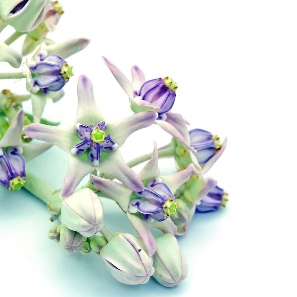 Crown Flower — Stock Photo, Image