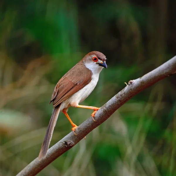 Babbler dagli occhi gialli — Foto Stock