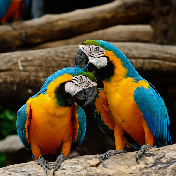 Blue and Gold Macaw