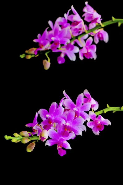 Phalaenopsis hybird — Φωτογραφία Αρχείου