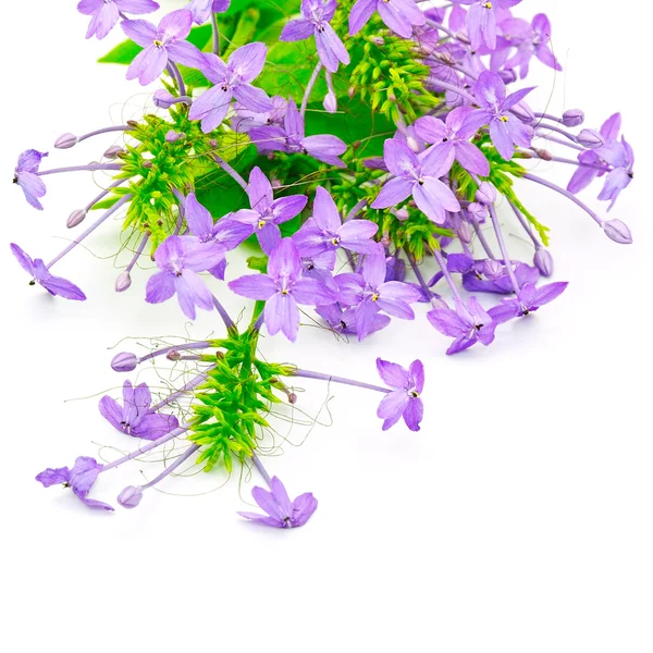 Violet Ixora — Stock Photo, Image