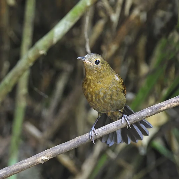 Vrouwelijke white-tailed robin — Stockfoto