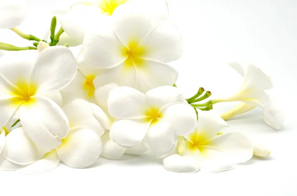 Plumeria — Fotografia de Stock