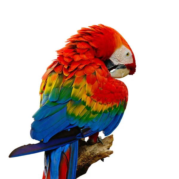 Šarlatové macaw — Stock fotografie