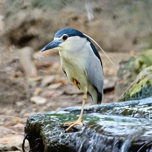 Svartkrönt natt heron — Stockfoto