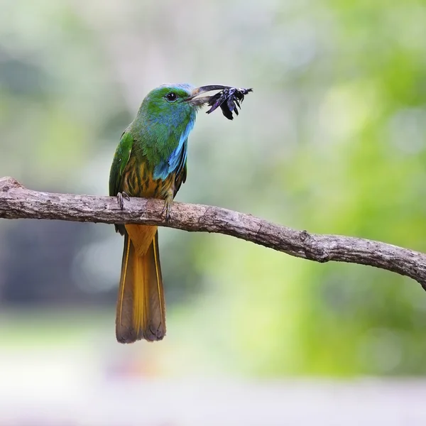 蓝胡子的食蜂鸟 — 图库照片
