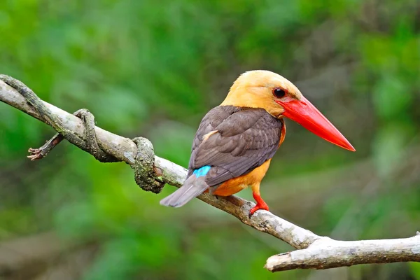 Brown-winged kungsfiskare — Stockfoto