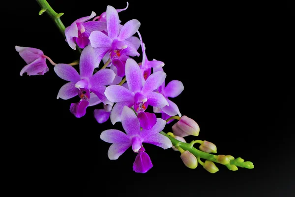 Phalaenopsis-Hybride — Stockfoto