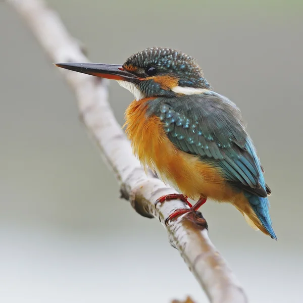 Common Kingfisher — Stock Photo, Image