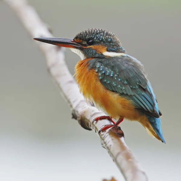 Pescador común — Foto de Stock