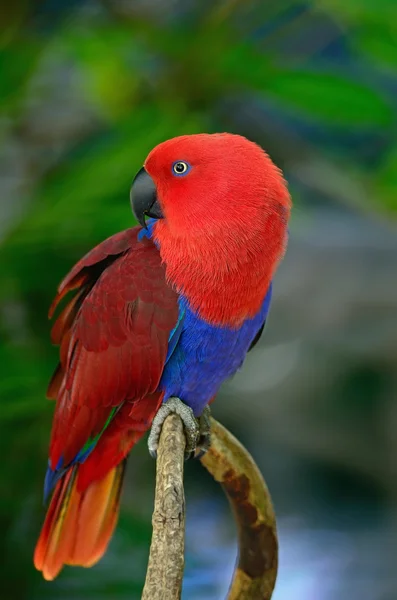 Eclectus papegoja — Stockfoto