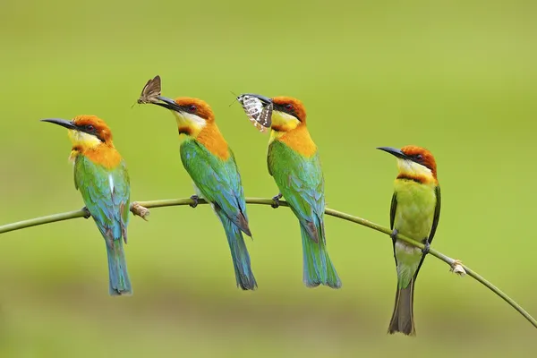 Abelha cabeça de castanha — Fotografia de Stock