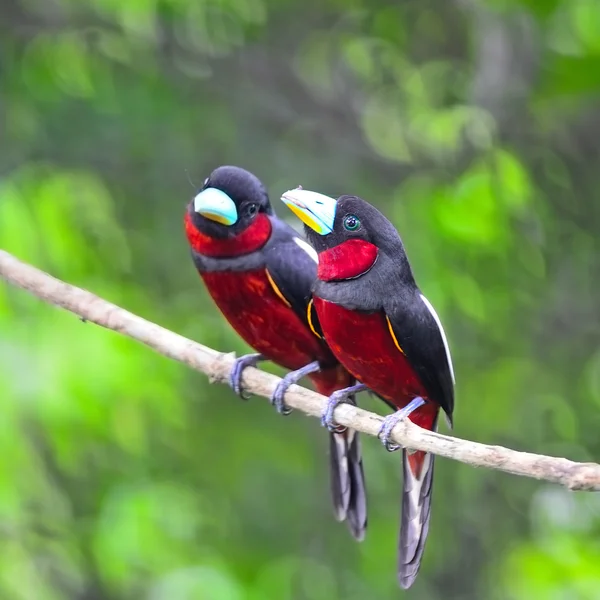 Black-and-Red Broadbill — Stock Photo, Image