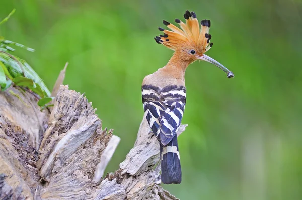 美しい鳥、ユーラシア ヤツガシラ — ストック写真