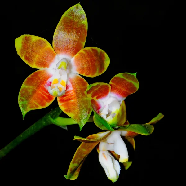 Phalaenopsis venosa — Stockfoto