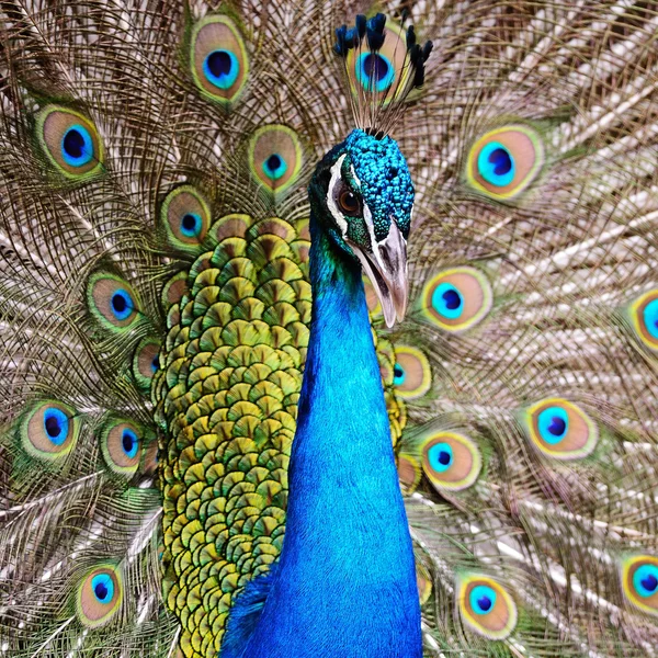 Peafowl verde — Foto Stock