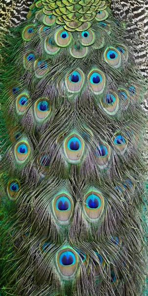 绿孔雀羽毛 — 图库照片
