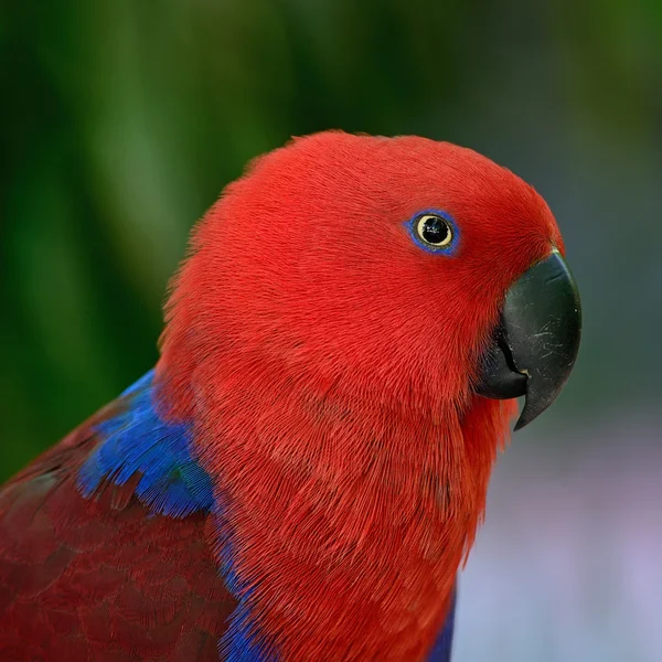 Eclectus παπαγάλος — Φωτογραφία Αρχείου