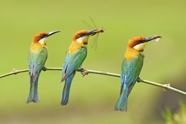 Kestane başlı arı kuşugiller — Stok fotoğraf